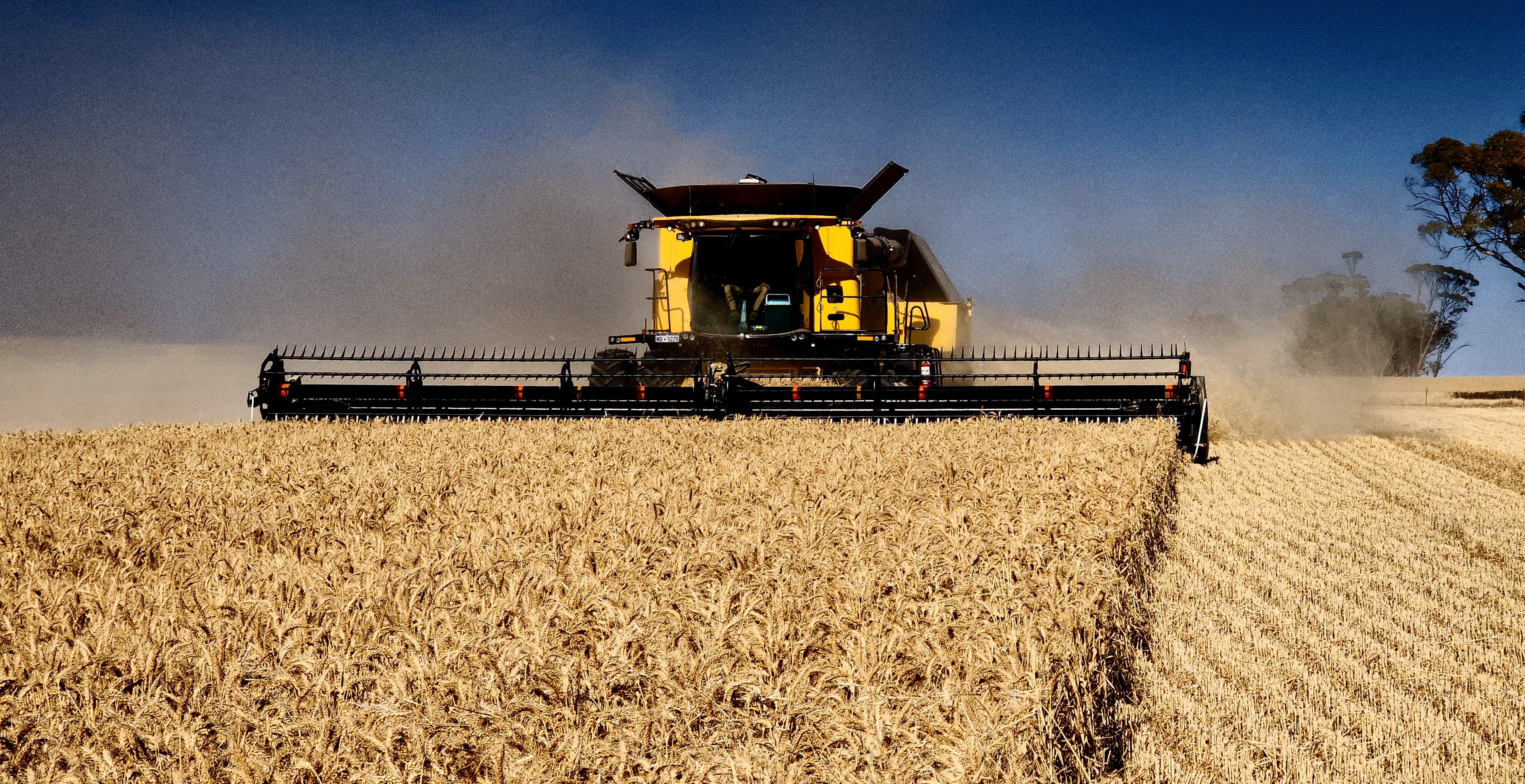 Australian oat fields at golden hour